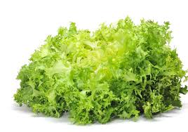 Escarola / Escarole (Unidad / unit)
